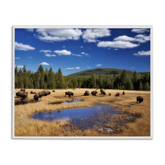 Stupell Industries Farmhouse Bison Grazing Clear Sky Pasture White Framed Giclee Art, 14 x 11, by Dennis Frates