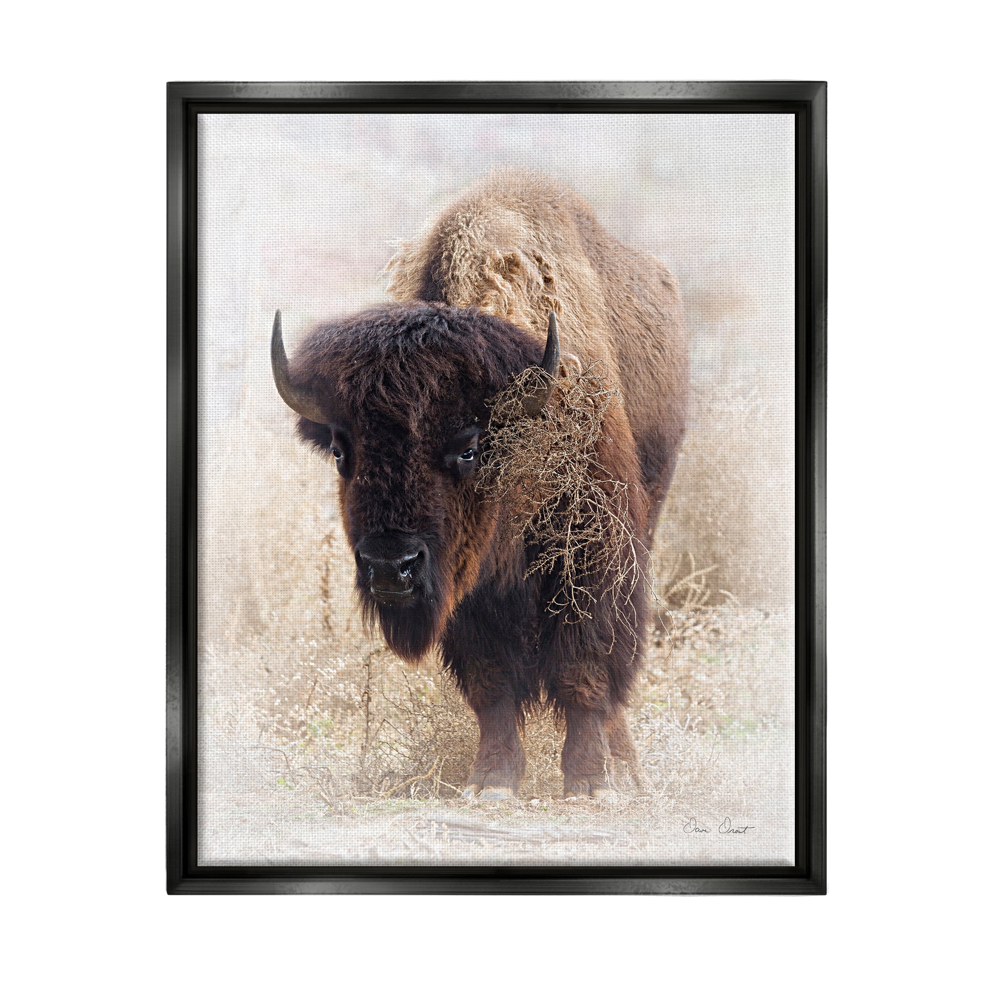 Stupell Industries Bison Grazing Photography Animals & Insects Painting Black Floater Framed Art Print Wall Art, 17 x 21