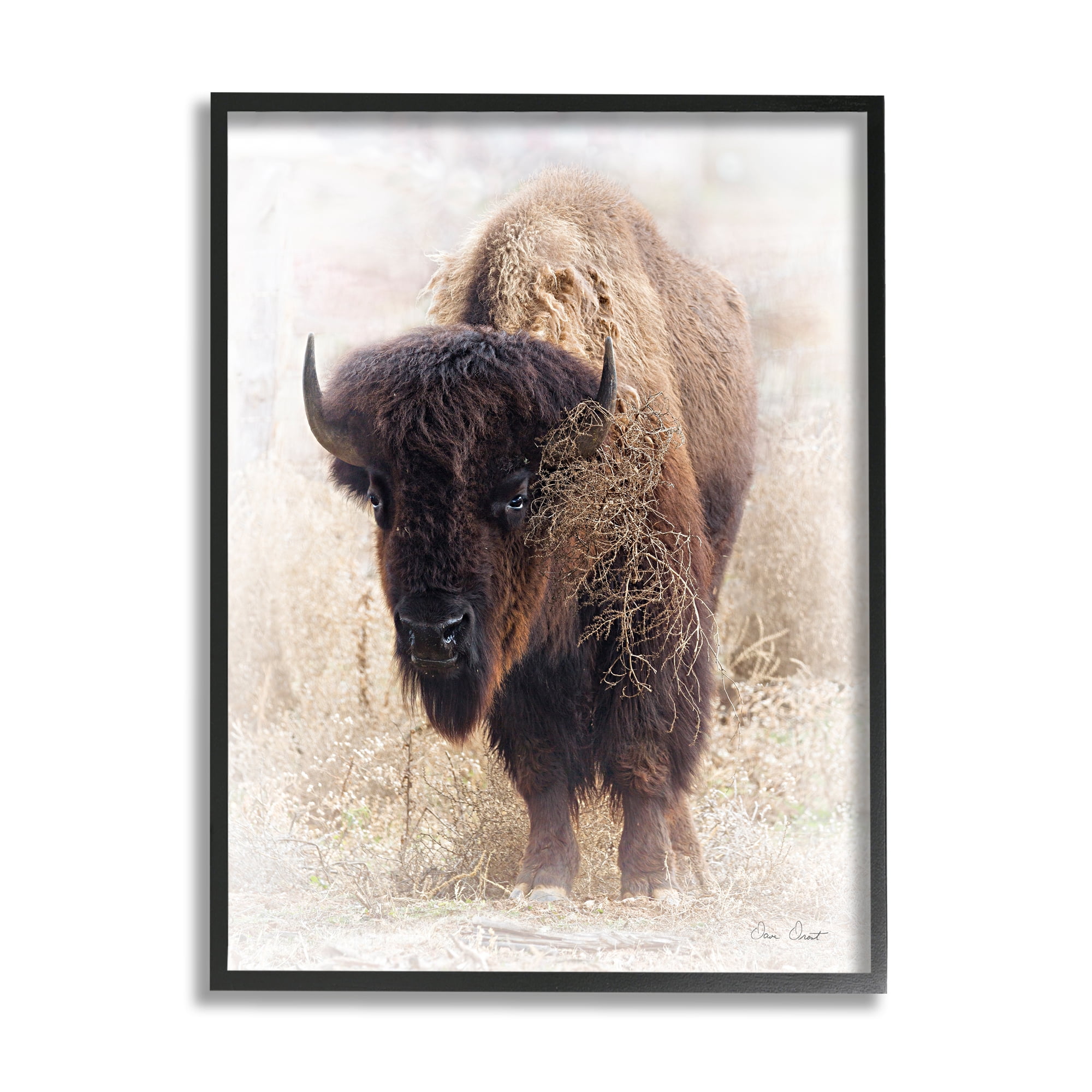 Stupell Industries Bison Grazing Photography Animals & Insects Painting Black Framed Art Print Wall Art, 24 x 30