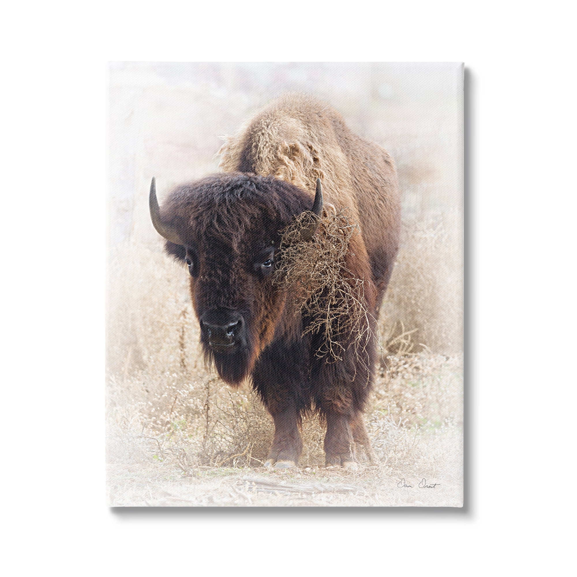 Stupell Industries Bison Grazing Photography Animals & Insects Painting Gallery Wrapped Canvas Print Wall Art, 36 x 48