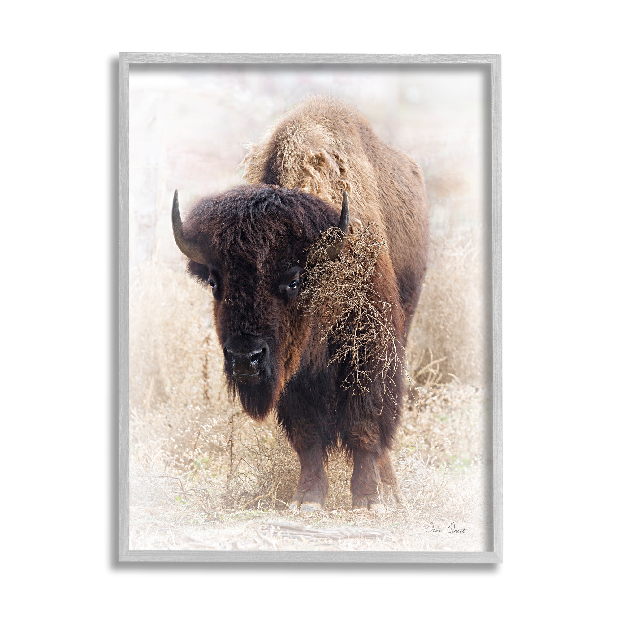 Gray Framed Bison Grazing Photography 16 x 20 Wall Art