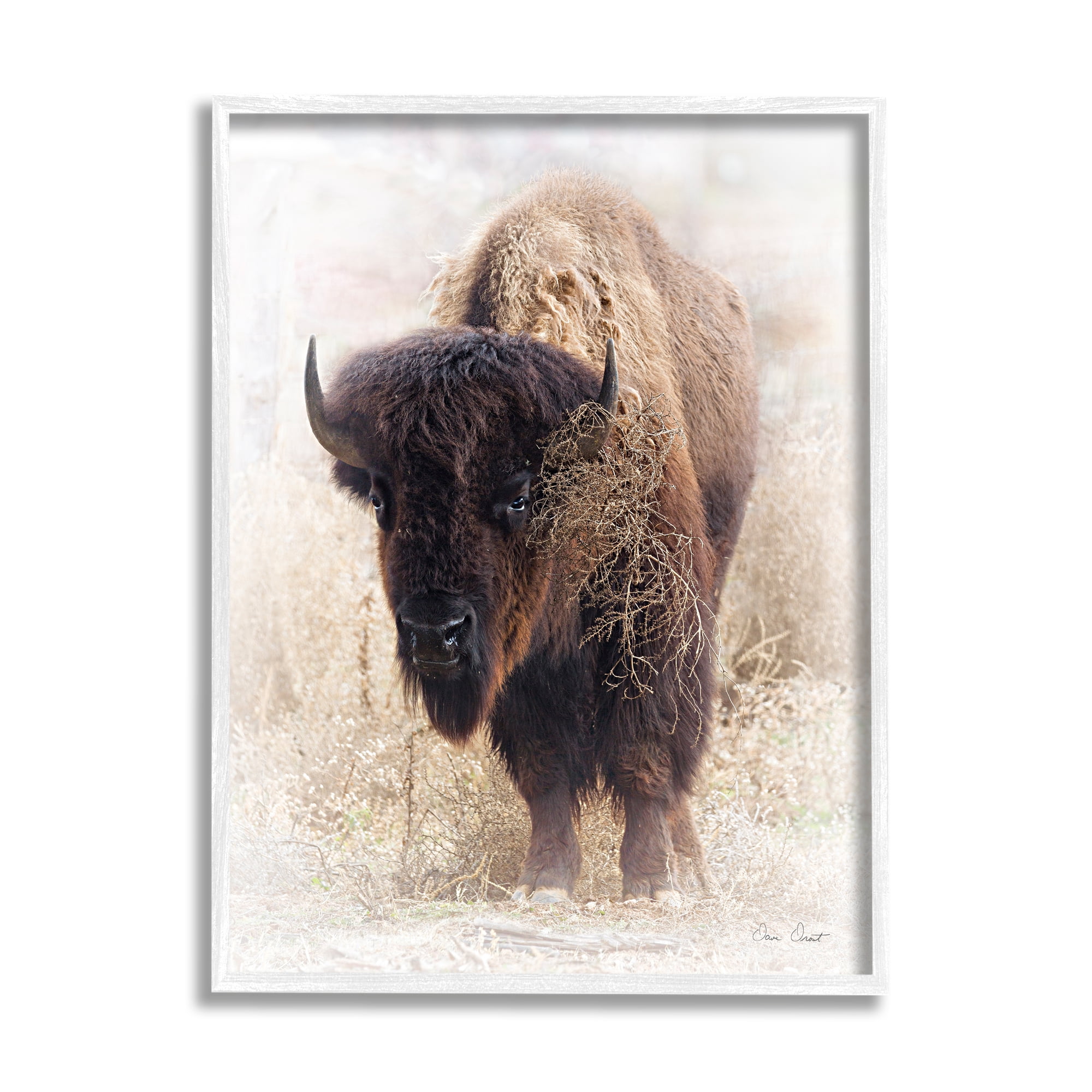 Stupell Industries Bison Grazing Photography Animals & Insects Painting White Framed Art Print Wall Art, 24 x 30