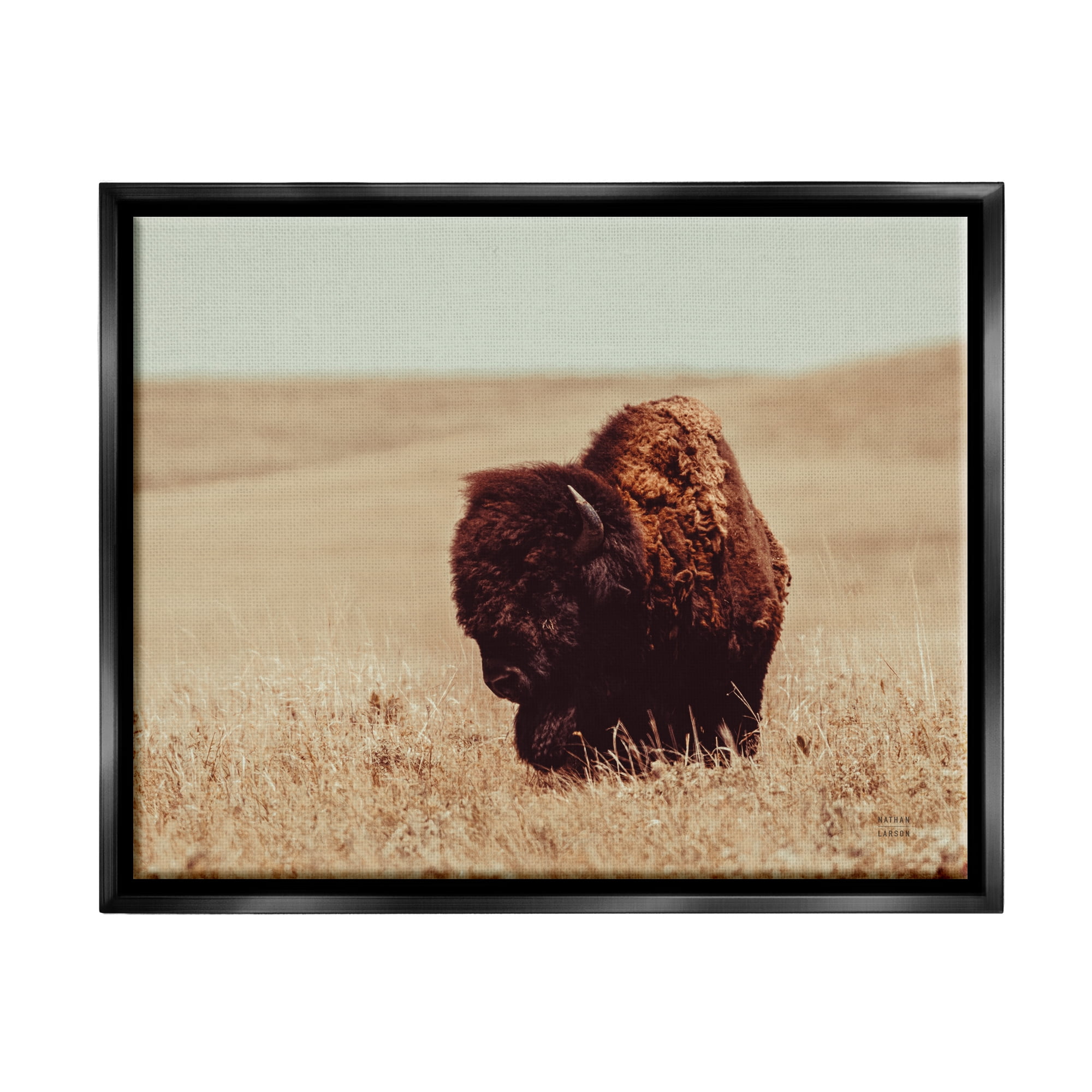Stupell Industries Bison Grazing Tall Grass Animals & Insects Photography Black Floater Framed Canvas Art Print Wall Art, 31 x 25