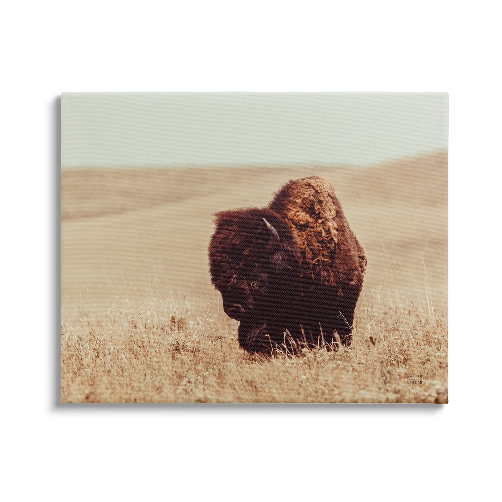 Stupell Industries Bison Grazing Tall Grass Animals & Insects Photography Gallery Wrapped Canvas Art Print Wall Art, 40 x 30