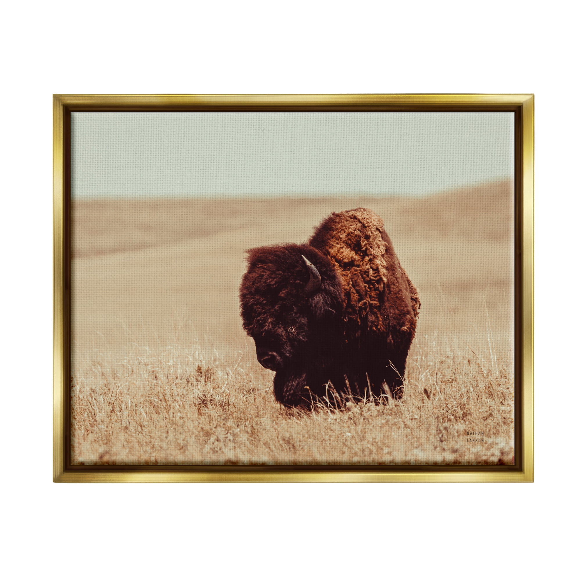 Stupell Industries Bison Grazing Tall Grass Animals & Insects Photography Gold Floater Framed Canvas Art Print Wall Art, 21 x 17