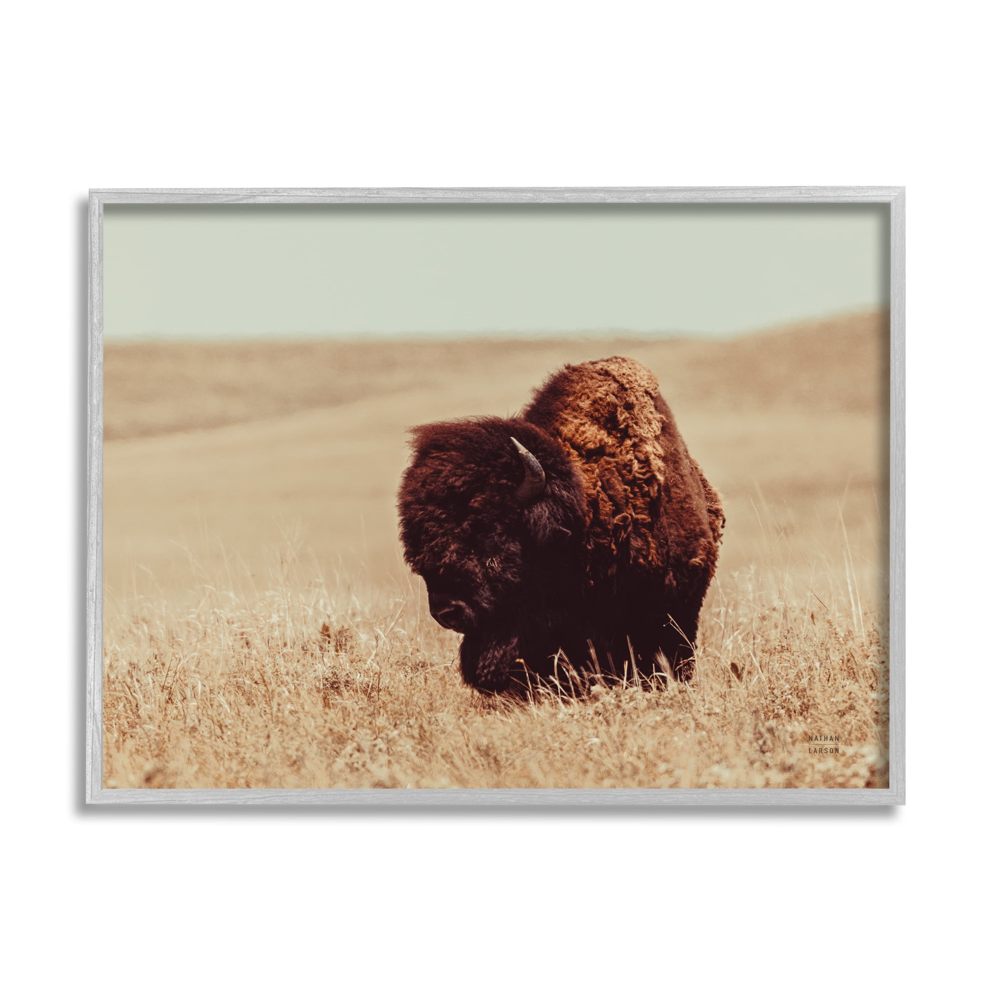 Stupell Industries Bison Grazing Tall Grass Animals & Insects Photography Gray Framed Art Print Wall Art, 30 x 24