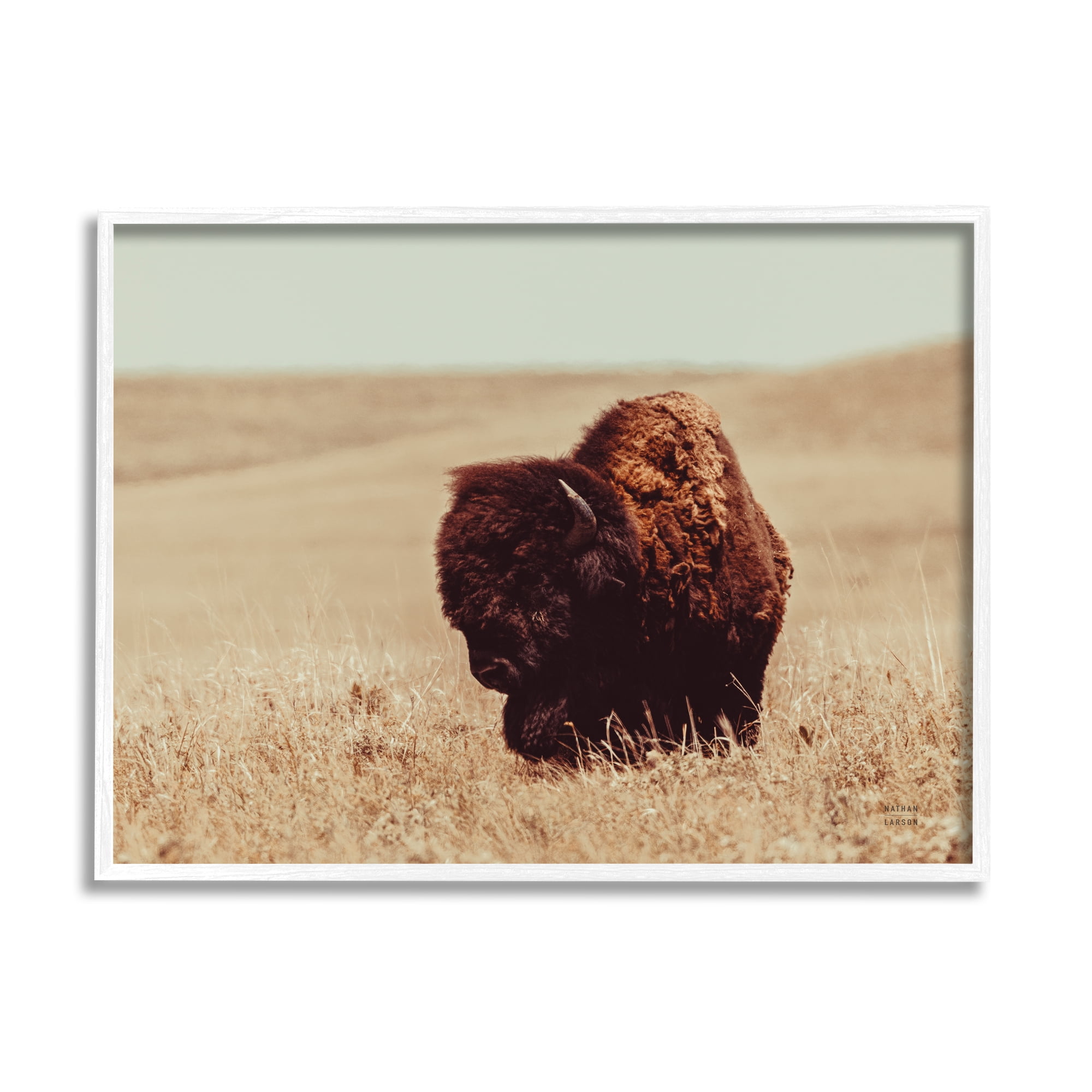 Stupell Industries Bison Grazing Tall Grass Animals & Insects Photography White Framed Art Print Wall Art, 20 x 16