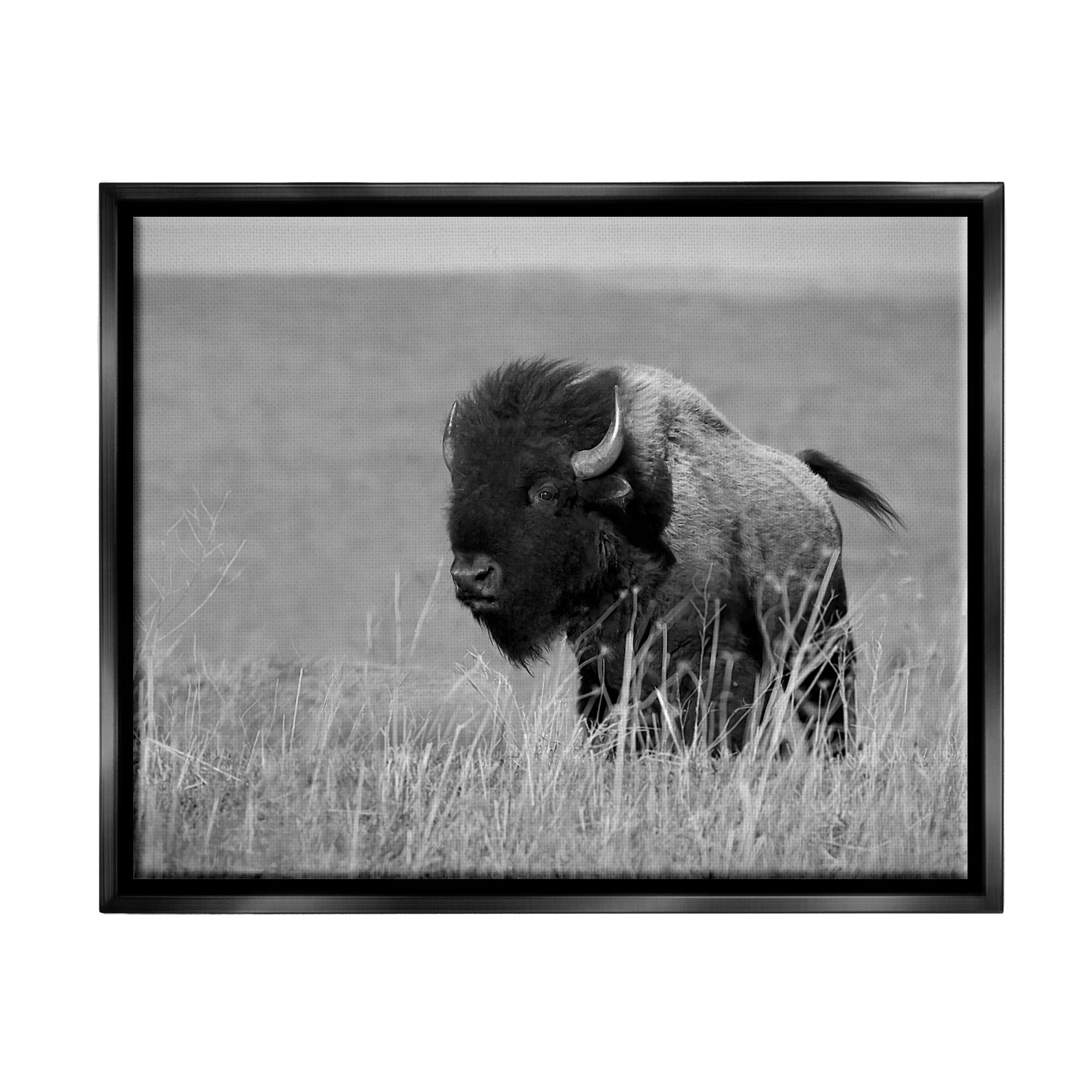 Stupell Industries Bison Grazing in Field Animals & Insects Photography Black Floater Framed Canvas Art Print Wall Art, 31 x 25