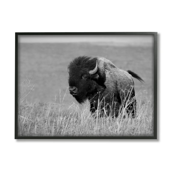 Stupell Industries Bison Grazing in Field Animals & Insects Photography Black Framed Art Print Wall Art, 14 x 11