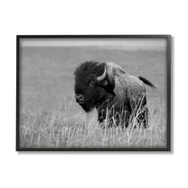 Stupell Industries Bison Grazing in Field Animals & Insects Photography Black Framed Art Print Wall Art, 14 x 11