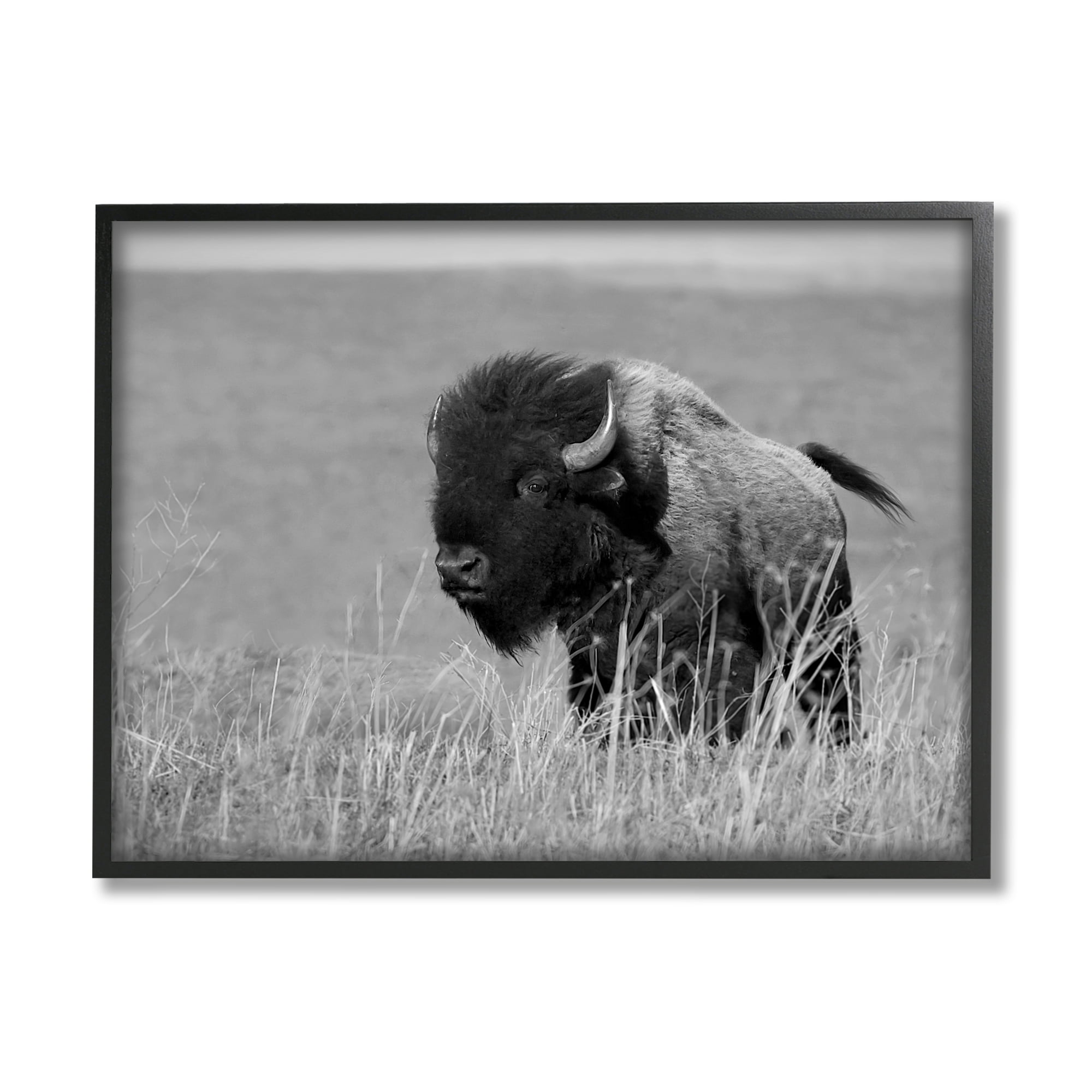 Stupell Industries Bison Grazing in Field Animals & Insects Photography Black Framed Art Print Wall Art, 30 x 24