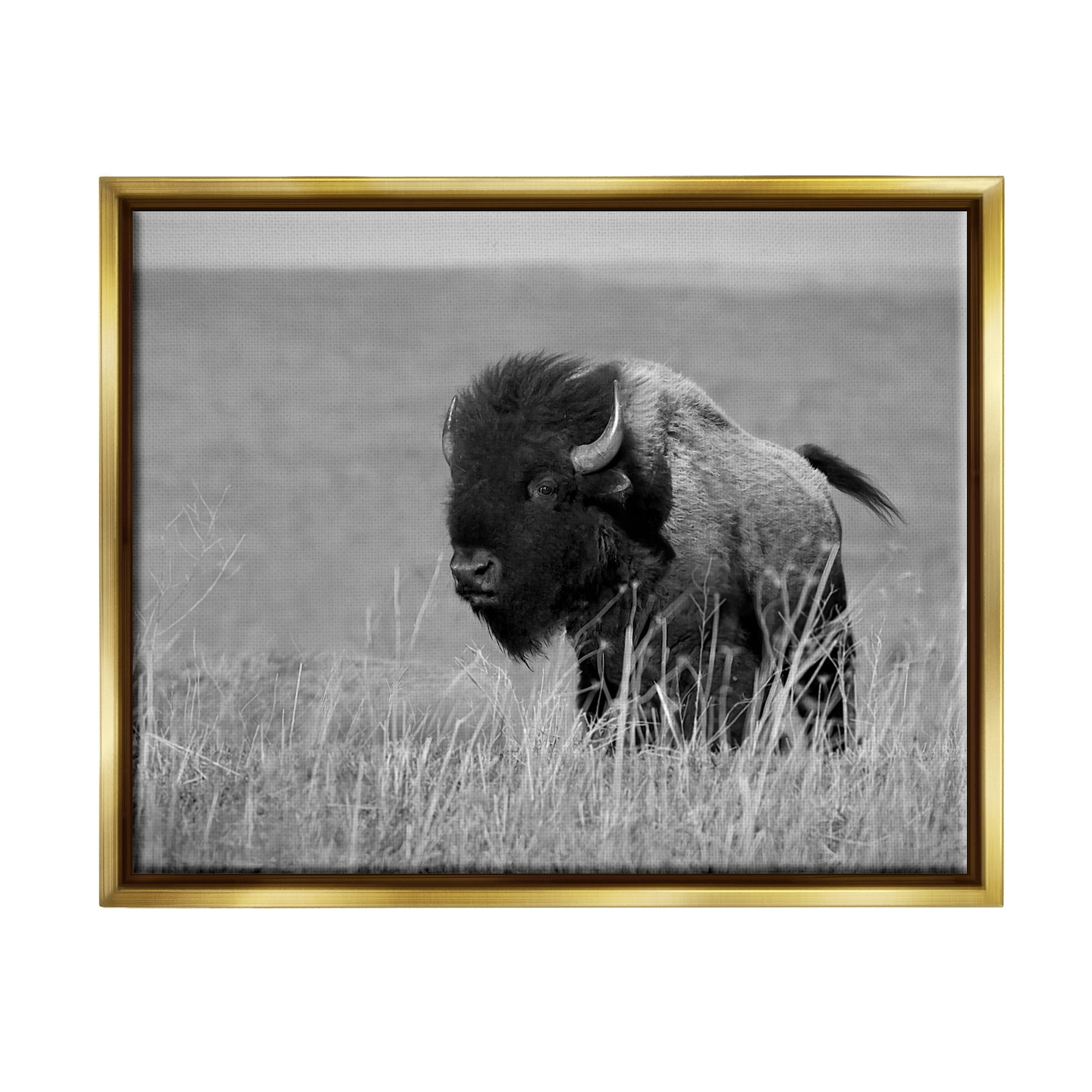 Stupell Industries Bison Grazing in Field Animals & Insects Photography Gold Floater Framed Canvas Art Print Wall Art, 21 x 17