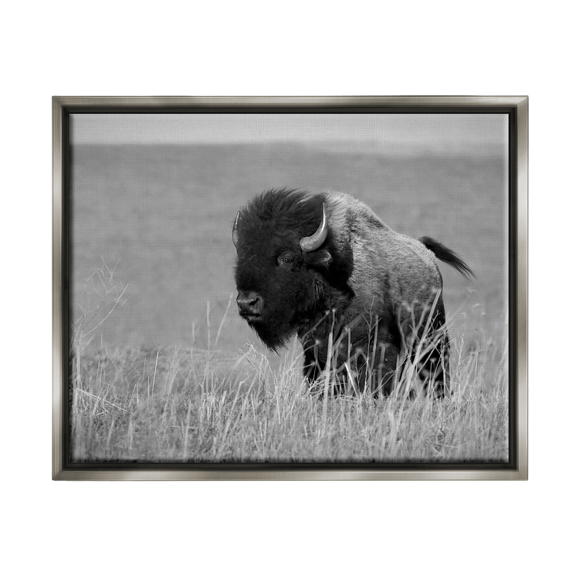 Stupell Industries Bison Grazing in Field Animals & Insects Photography Gray Floater Framed Canvas Art Print Wall Art, 21 x 17