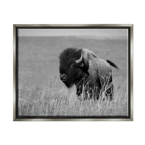 Stupell Industries Bison Grazing in Field Animals & Insects Photography Gray Floater Framed Canvas Art Print Wall Art, 21 x 17
