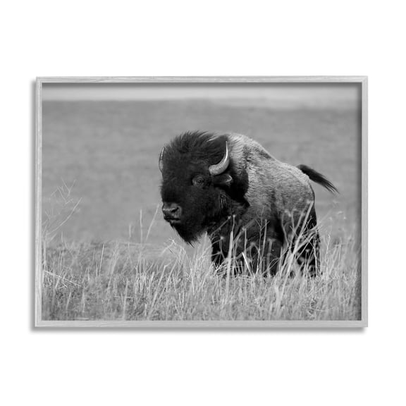 Stupell Industries Bison Grazing in Field Animals & Insects Photography Gray Framed Art Print Wall Art, 14 x 11