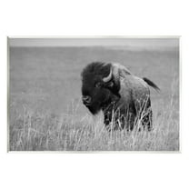 Stupell Industries Bison Grazing in Field Animals & Insects Photography Unframed Art Print Wall Art, 15 x 10
