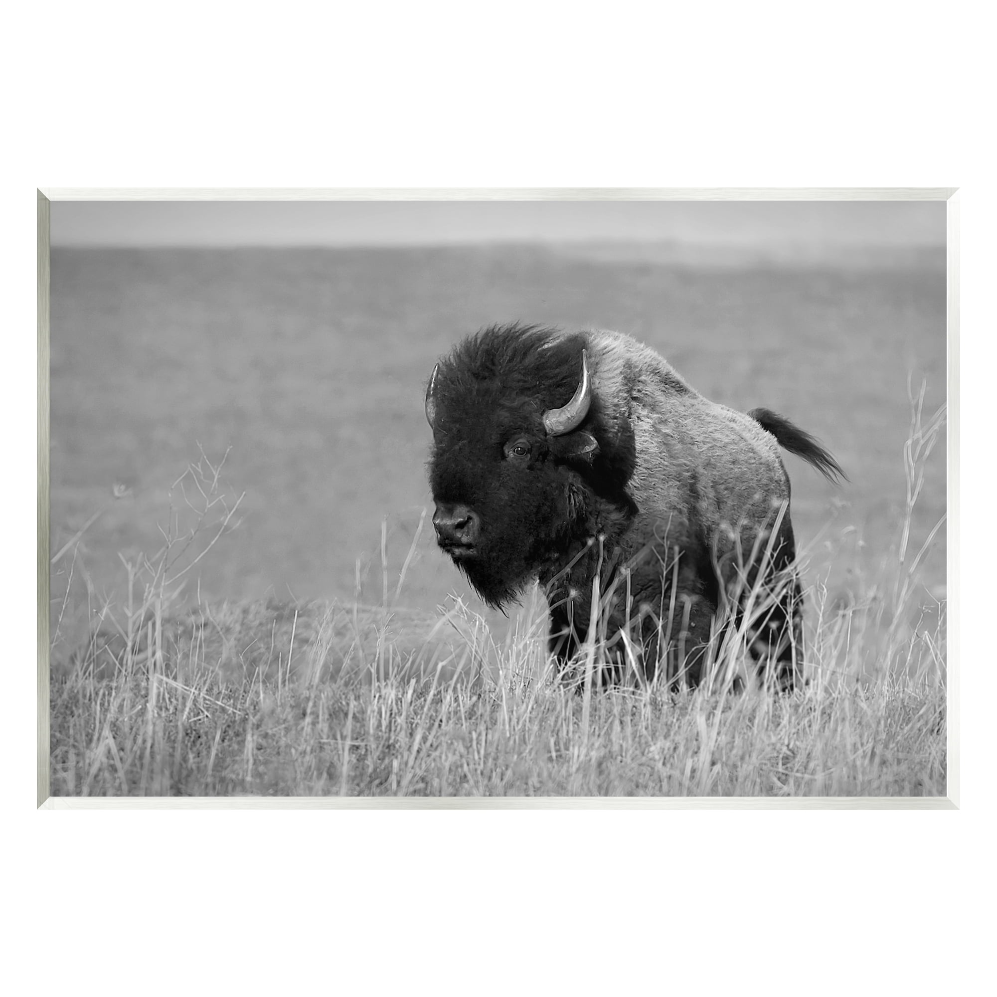 Stupell Industries Bison Grazing in Field Animals & Insects Photography Unframed Art Print Wall Art, 19 x 13
