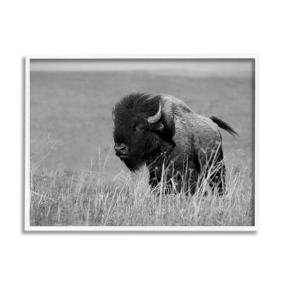 Stupell Industries Bison Grazing in Field Animals & Insects Photography White Framed Art Print Wall Art, 14 x 11