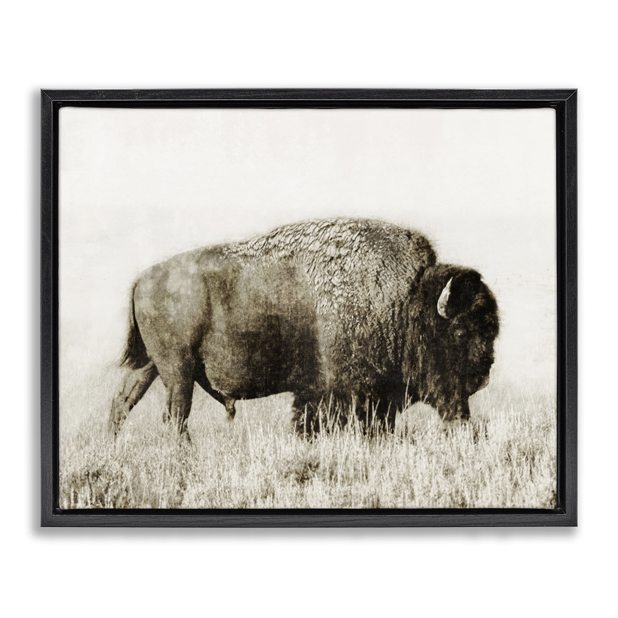 Stupell Industries Bison Grazing in Field Animals Photography Black Floater Framed Canvas Art Print Wall Art, 31 x 25