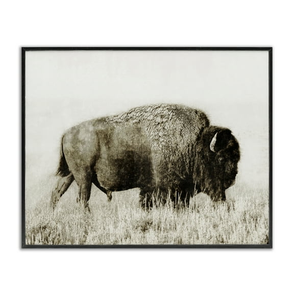 Stupell Industries Bison Grazing in Field Animals Photography Black Framed Art Print Wall Art, 14 x 11
