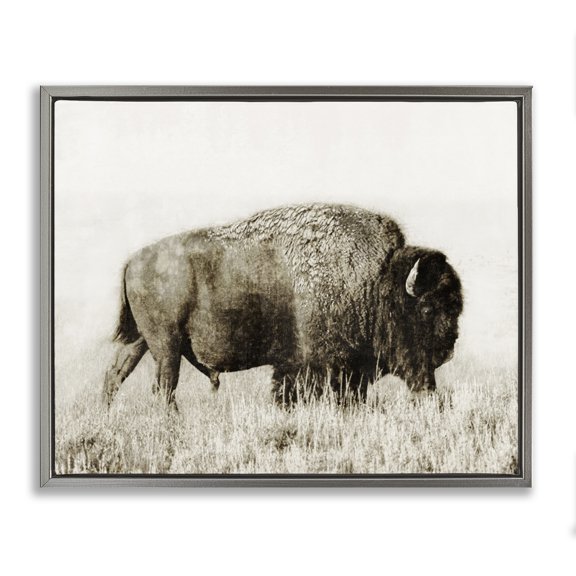 Stupell Industries Bison Grazing in Field Animals Photography Gray Floater Framed Canvas Art Print Wall Art, 31 x 25