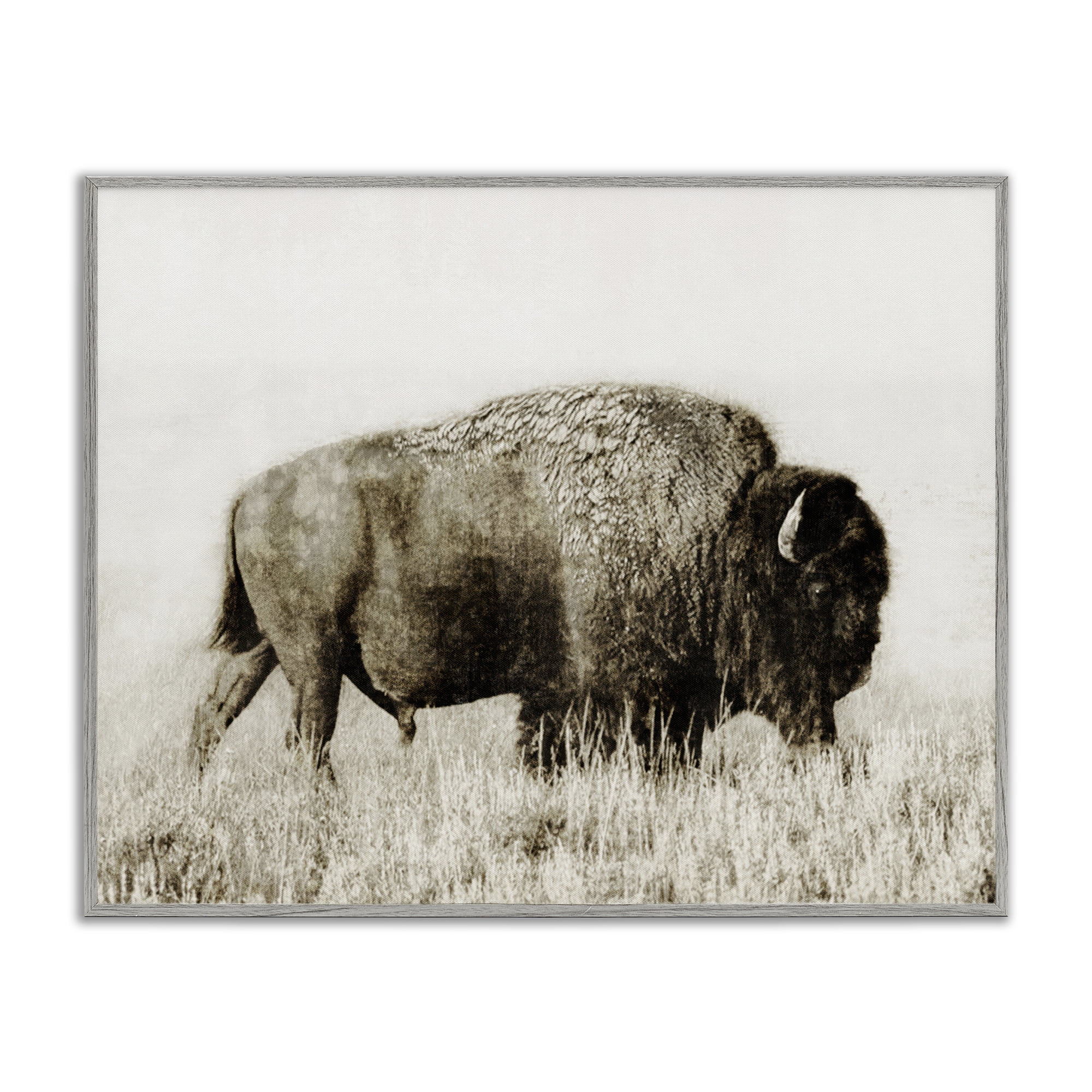 Stupell Industries Bison Grazing in Field Animals Photography Gray Framed Art Print Wall Art, 14 x 11