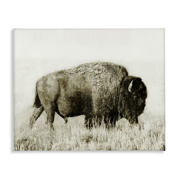 Stupell Industries Bison Grazing in Field Animals Photography Wrapped Canvas Art Print Wall Art, 20 x 16