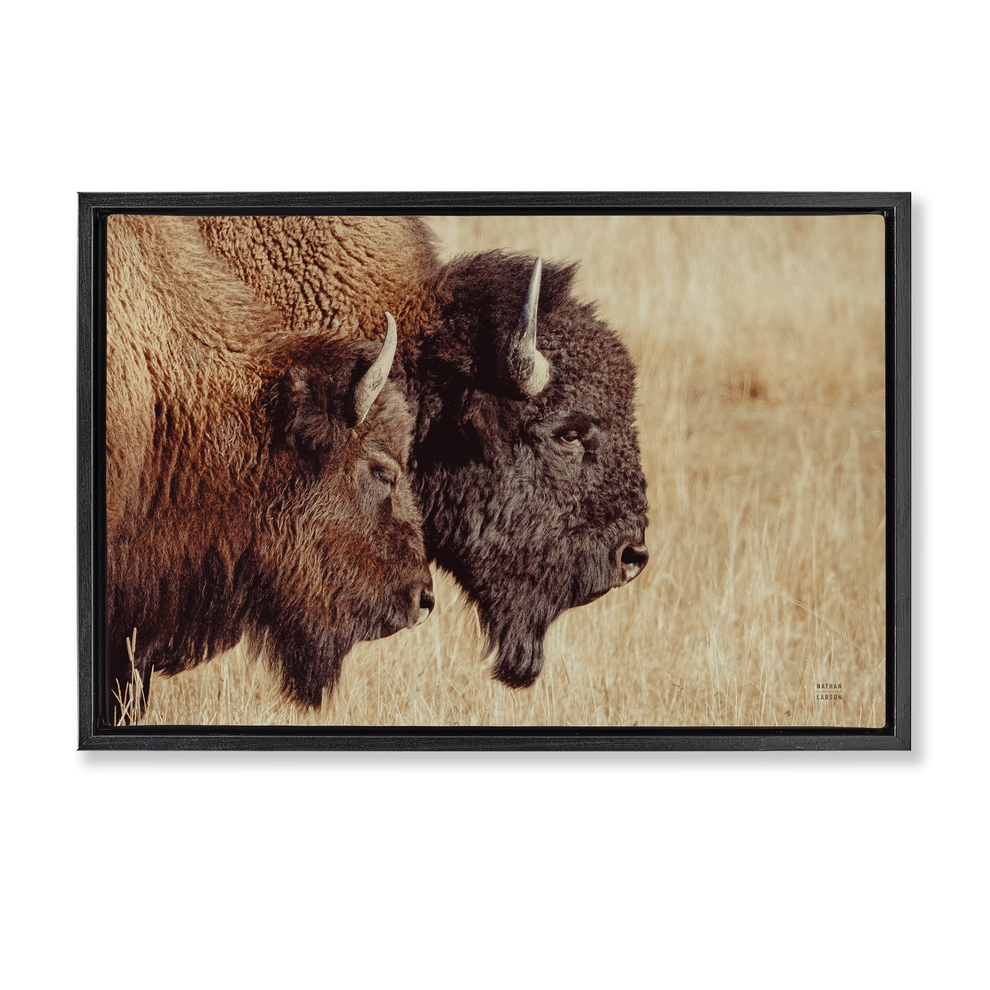 Stupell Industries Bison Pair in Countryside Animals Photography Black Floater Framed Canvas Art Print Wall Art, 25 x 17