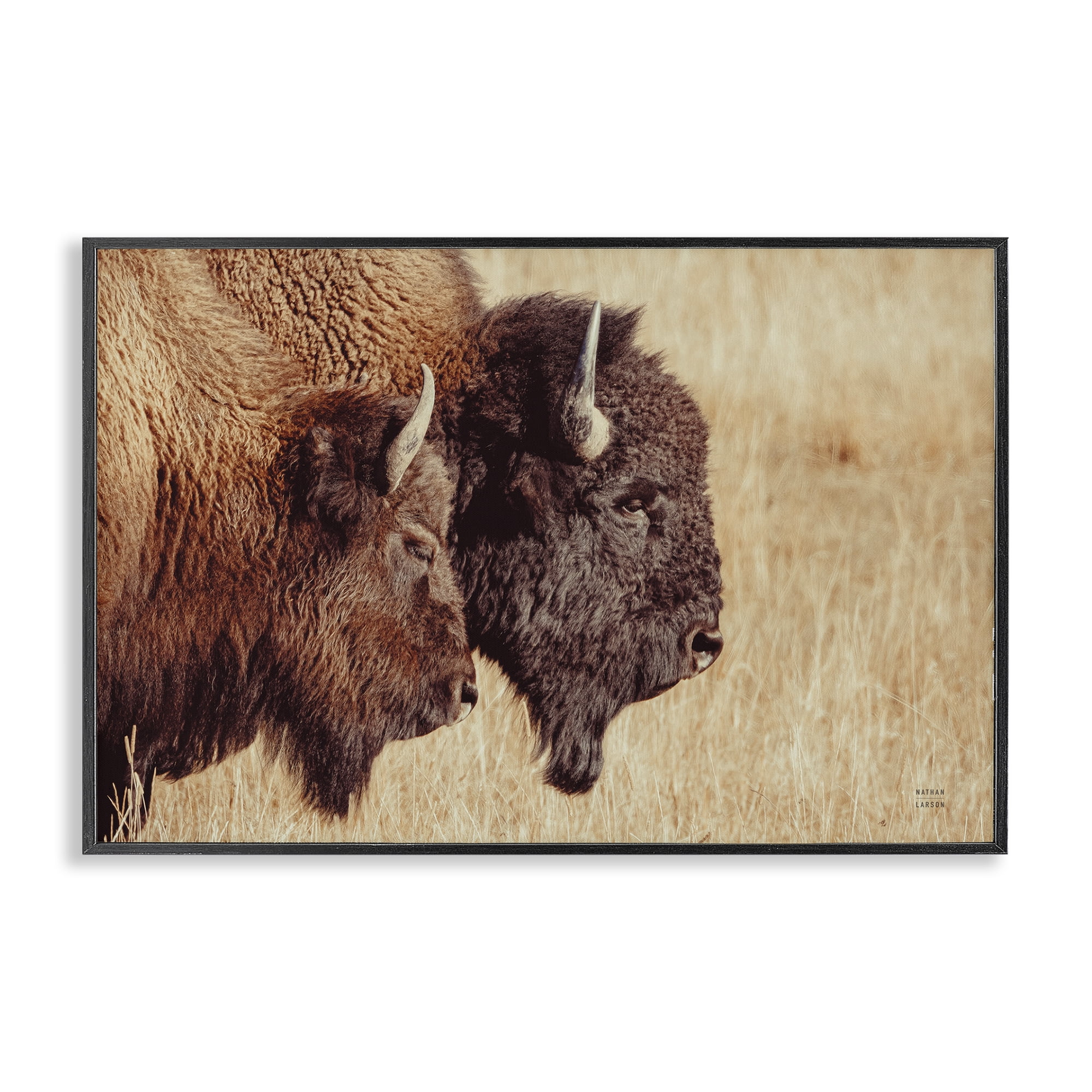 Stupell Industries Bison Pair in Countryside Animals Photography Black Framed Art Print Wall Art, 24 x 16
