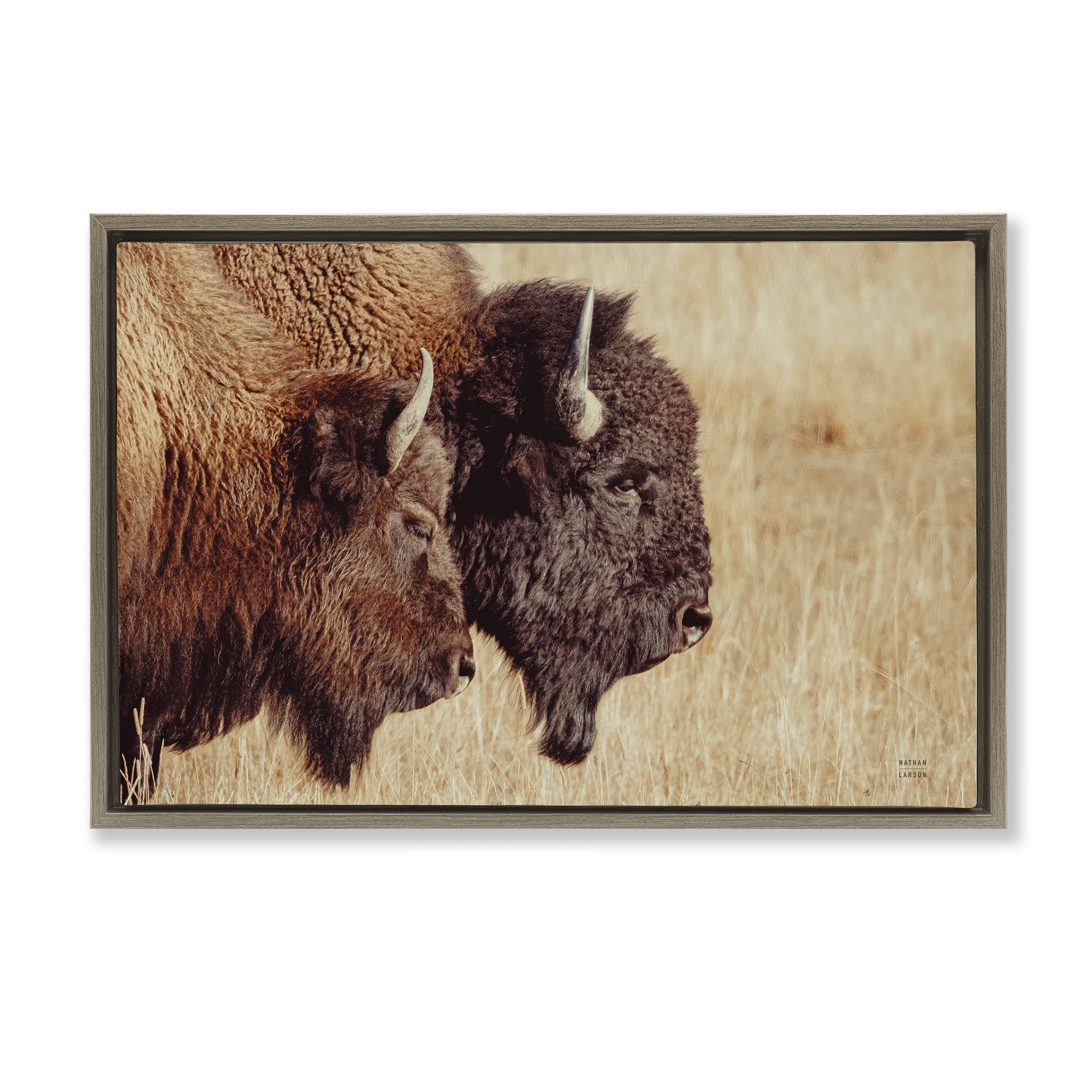 Stupell Industries Bison Pair in Countryside Animals Photography Brown Floater Framed Canvas Art Print Wall Art, 25 x 17