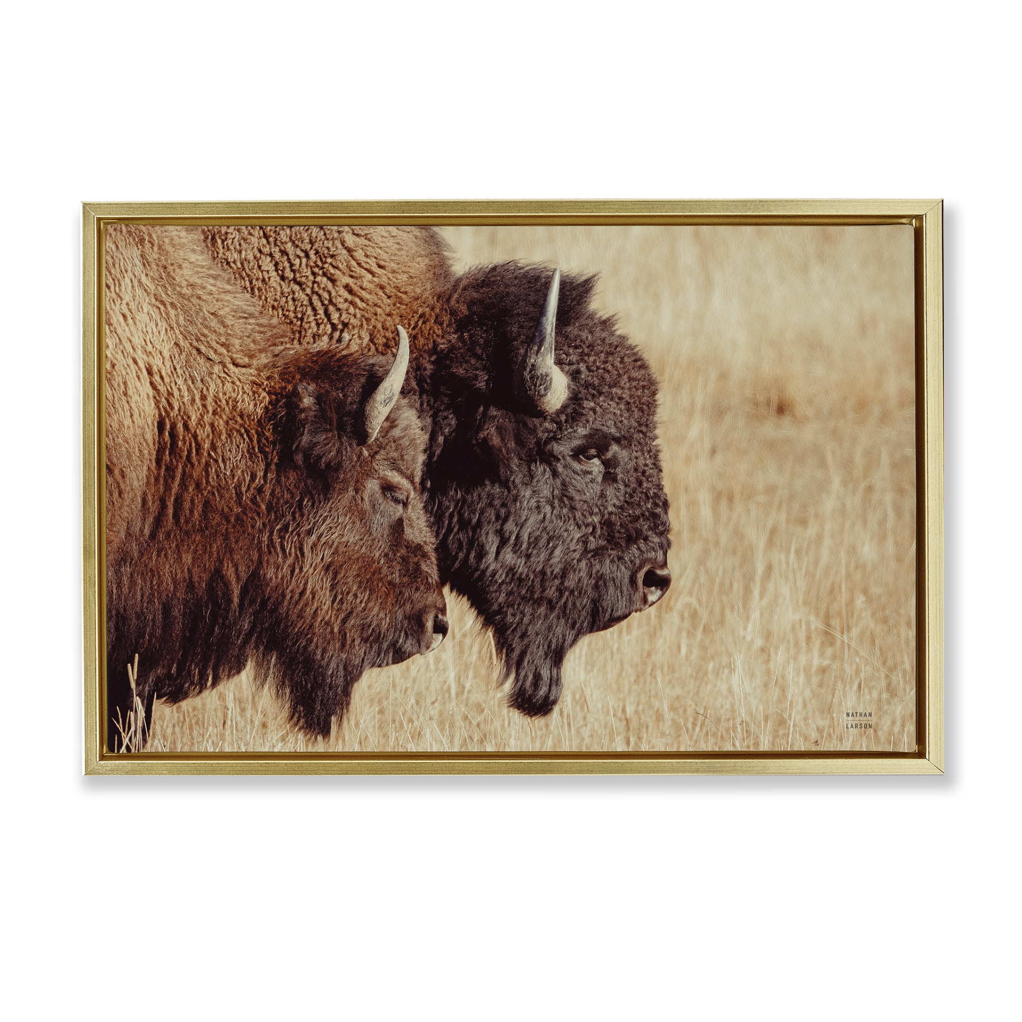 Stupell Industries Bison Pair in Countryside Animals Photography Gold Floater Framed Canvas Art Print Wall Art, 25 x 17