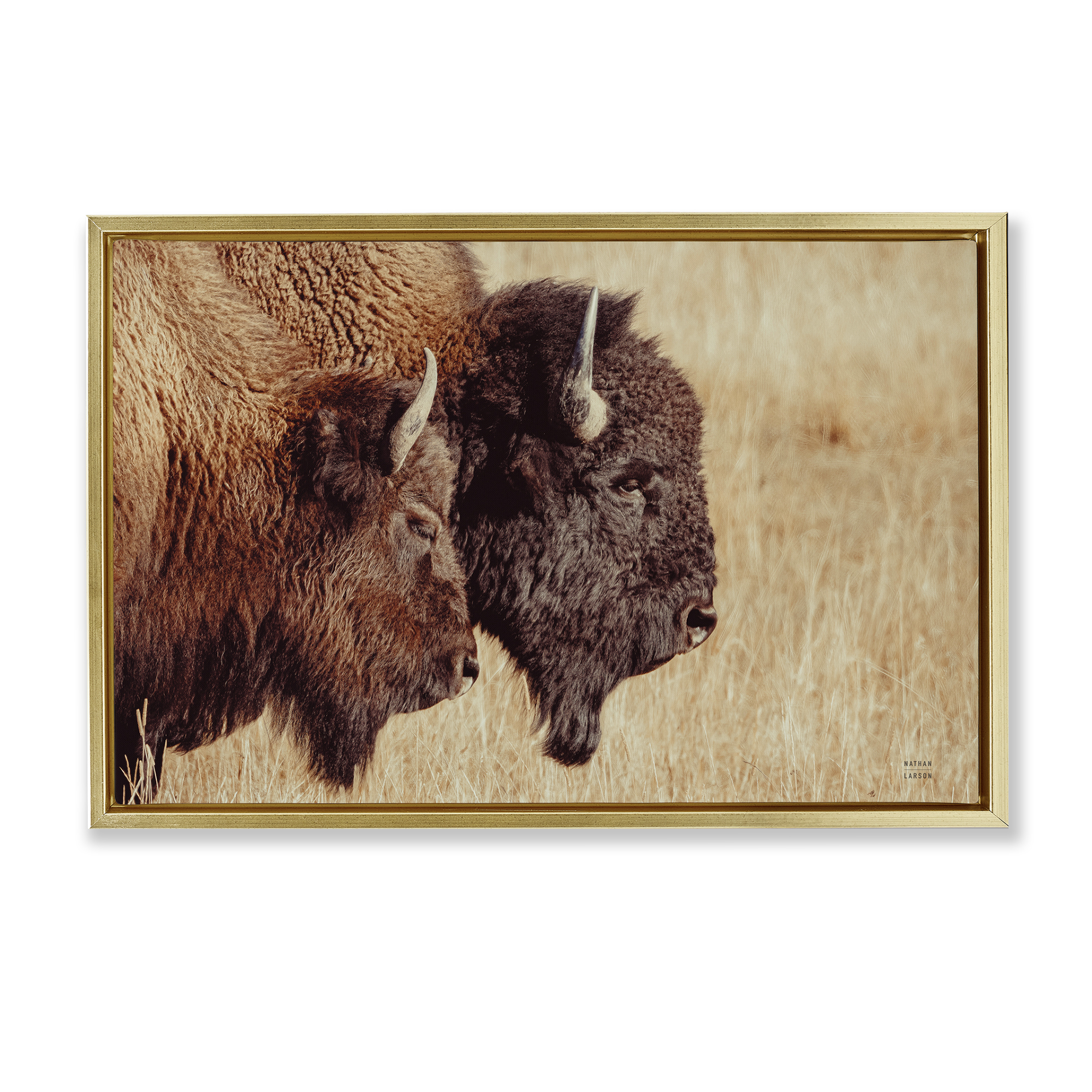 Stupell Industries Bison Pair in Countryside Animals Photography Gold Floater Framed Canvas Art Print Wall Art, 31 x 21