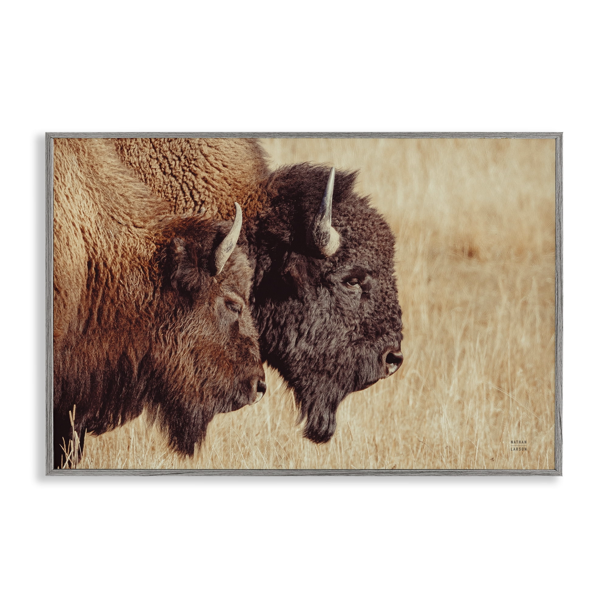 Stupell Industries Bison Pair in Countryside Animals Photography Gray Framed Art Print Wall Art, 24 x 16
