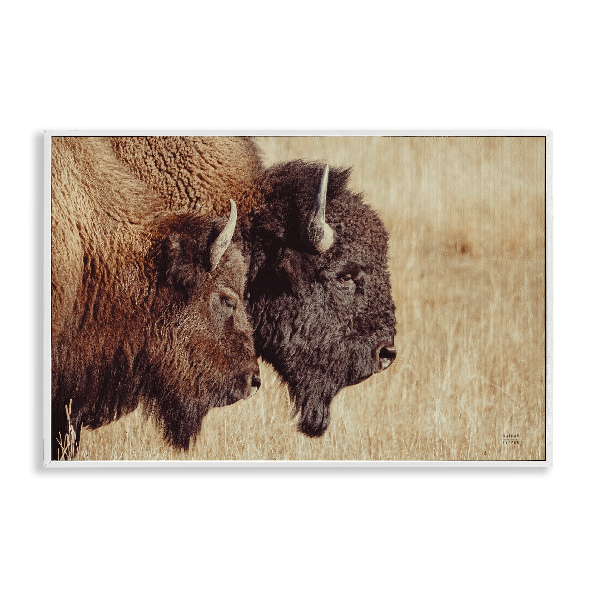 Stupell Industries Bison Pair in Countryside Animals Photography White Framed Art Print Wall Art, 30 x 20