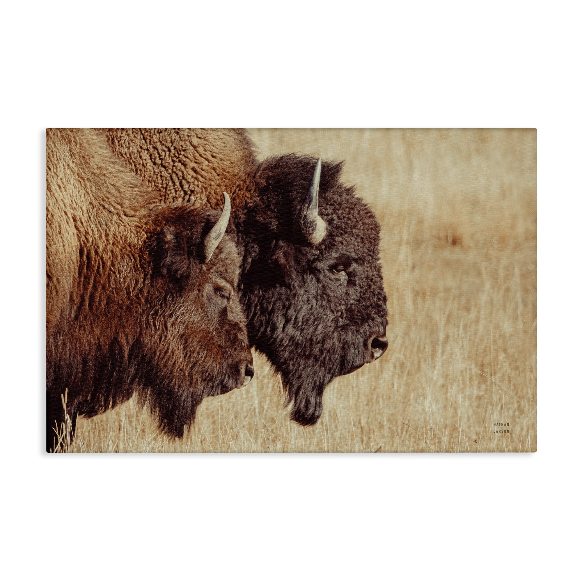 Stupell Industries Bison Pair in Countryside Animals Photography Wrapped Canvas Art Print Wall Art, 36 x 24