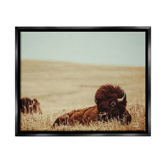 Stupell Industries Bison Relaxing in Field Animals & Insects Photography Black Floater Framed Canvas Art Print Wall Art, 21 x 17
