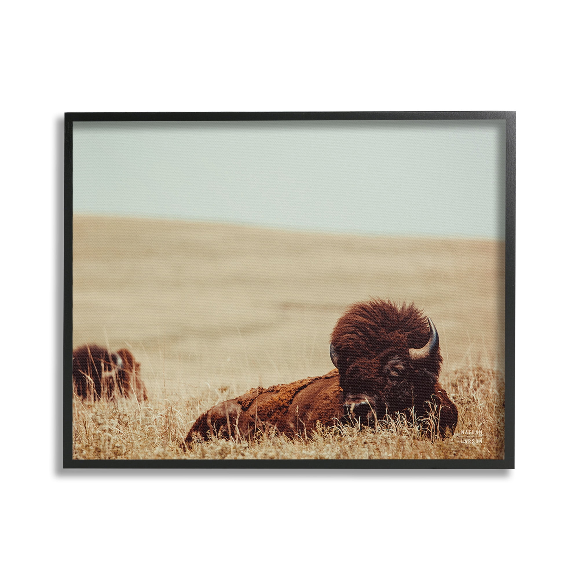 Stupell Industries Bison Relaxing in Field Animals & Insects Photography Black Framed Art Print Wall Art, 30 x 24