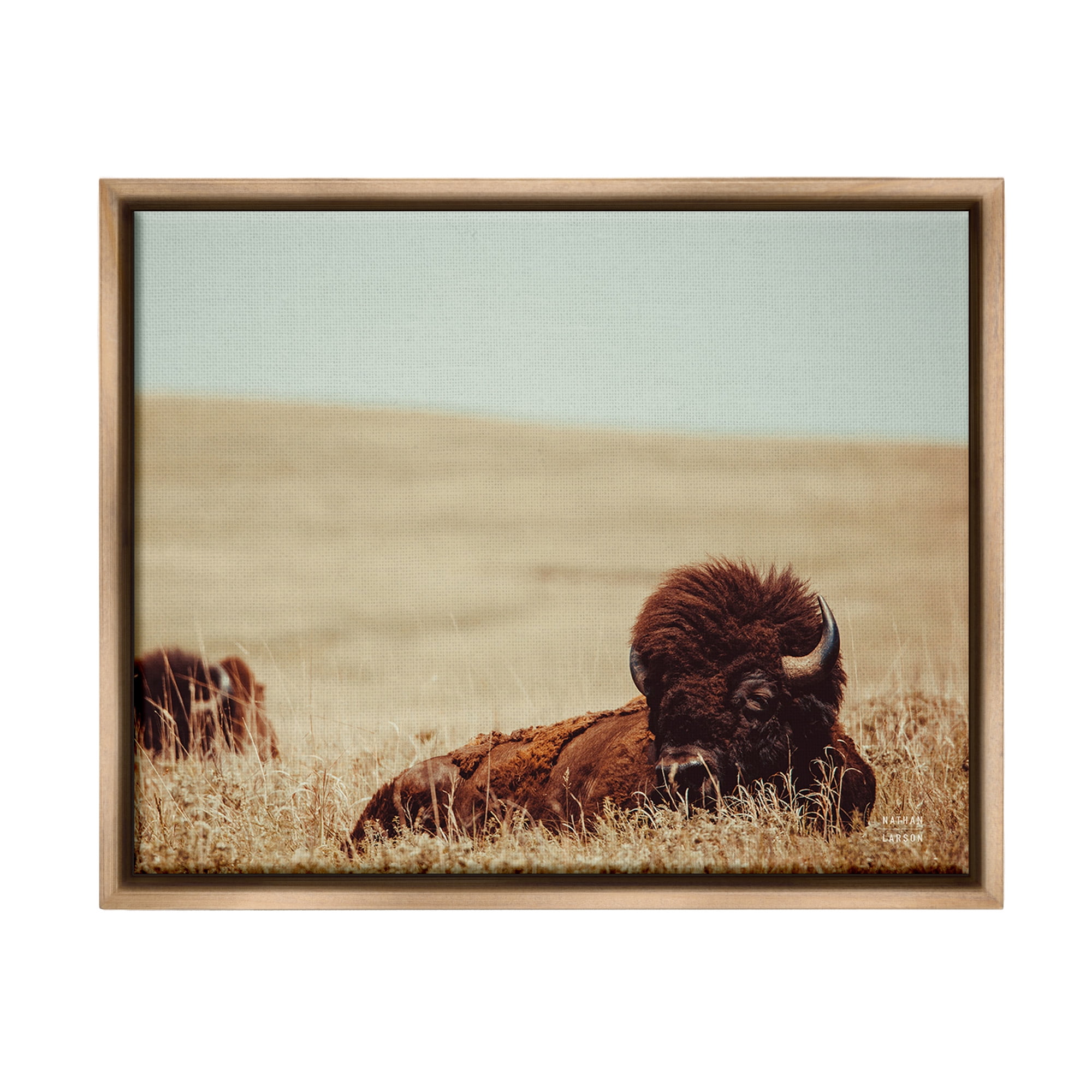 Stupell Industries Bison Relaxing in Field Animals & Insects Photography Brown Floater Framed Canvas Art Print Wall Art, 31 x 25