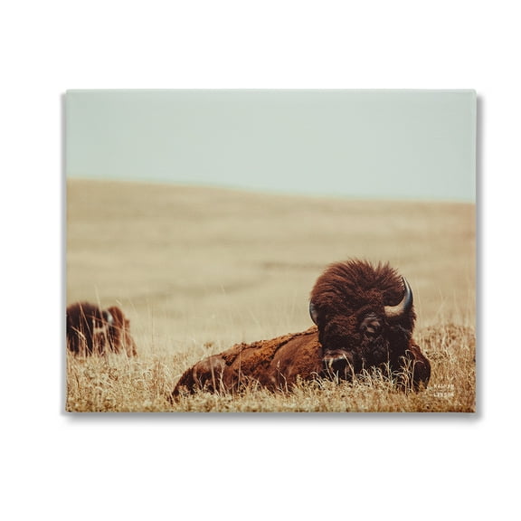 Stupell Industries Bison Relaxing in Field Animals & Insects Photography Gallery Wrapped Canvas Art Print Wall Art, 20 x 16