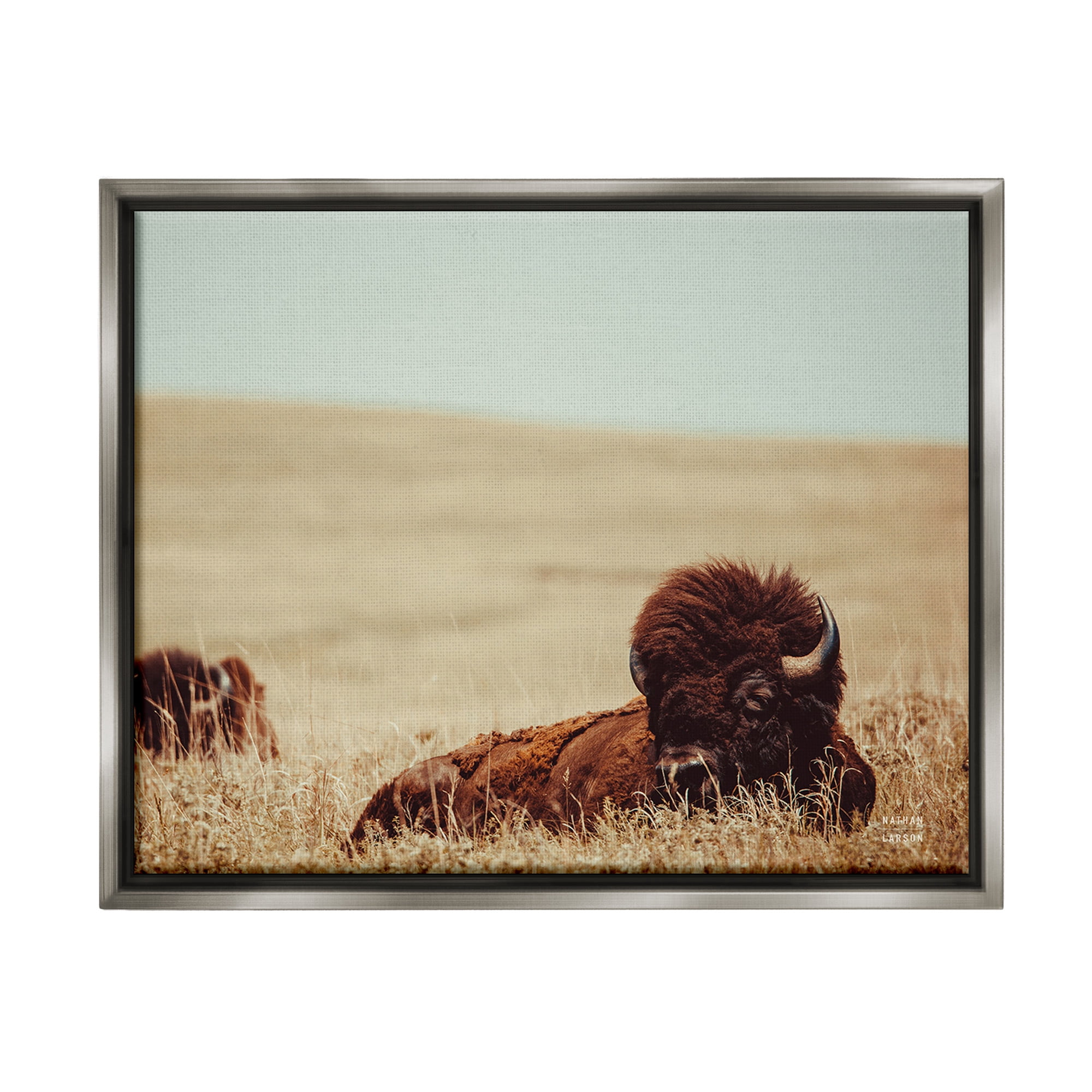 Stupell Industries Bison Relaxing in Field Animals & Insects Photography Gray Floater Framed Canvas Art Print Wall Art, 21 x 17