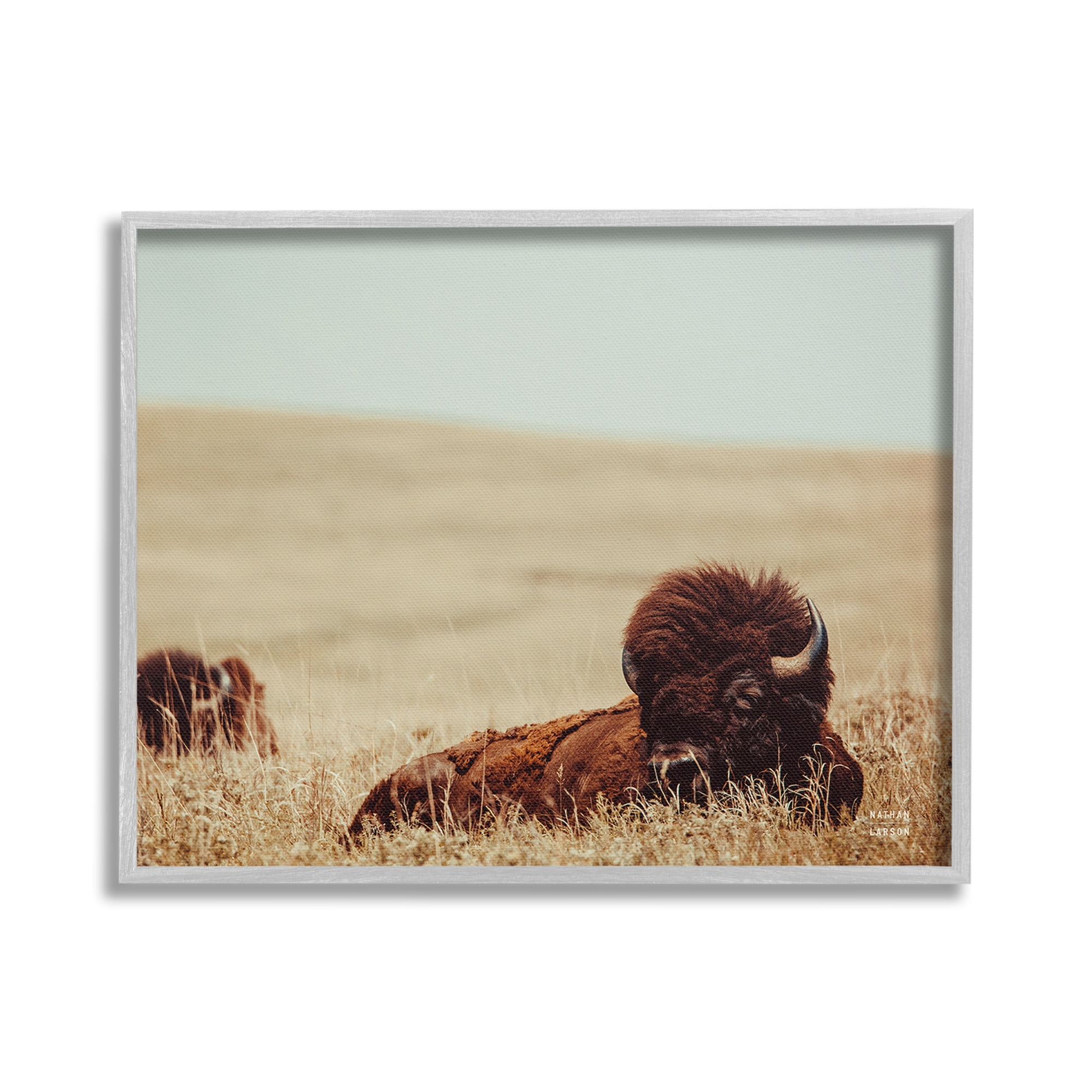 Stupell Industries Bison Relaxing in Field Animals & Insects Photography Gray Framed Art Print Wall Art, 20 x 16