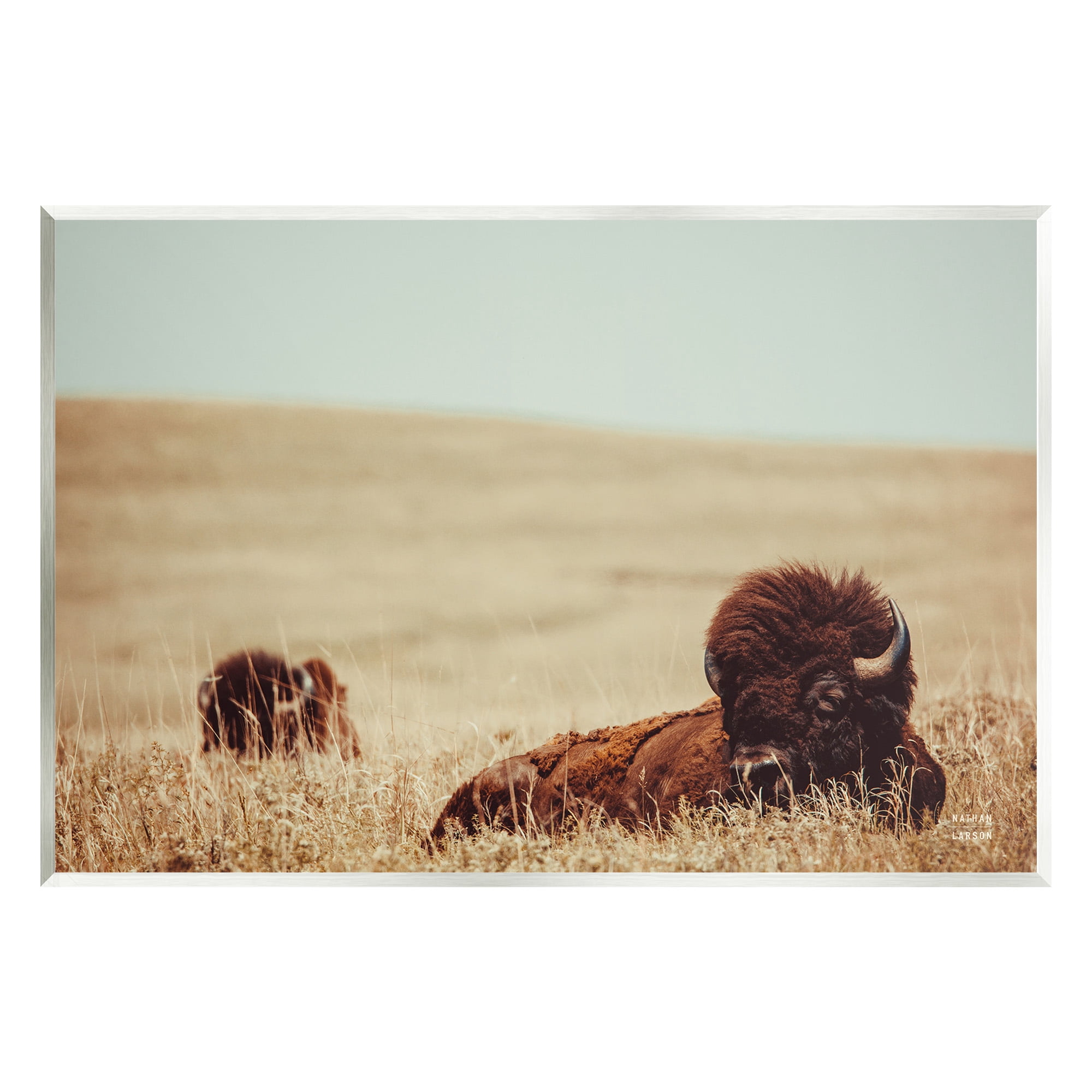 Stupell Industries Bison Relaxing in Field Animals & Insects Photography Unframed Art Print Wall Art, 19 x 13