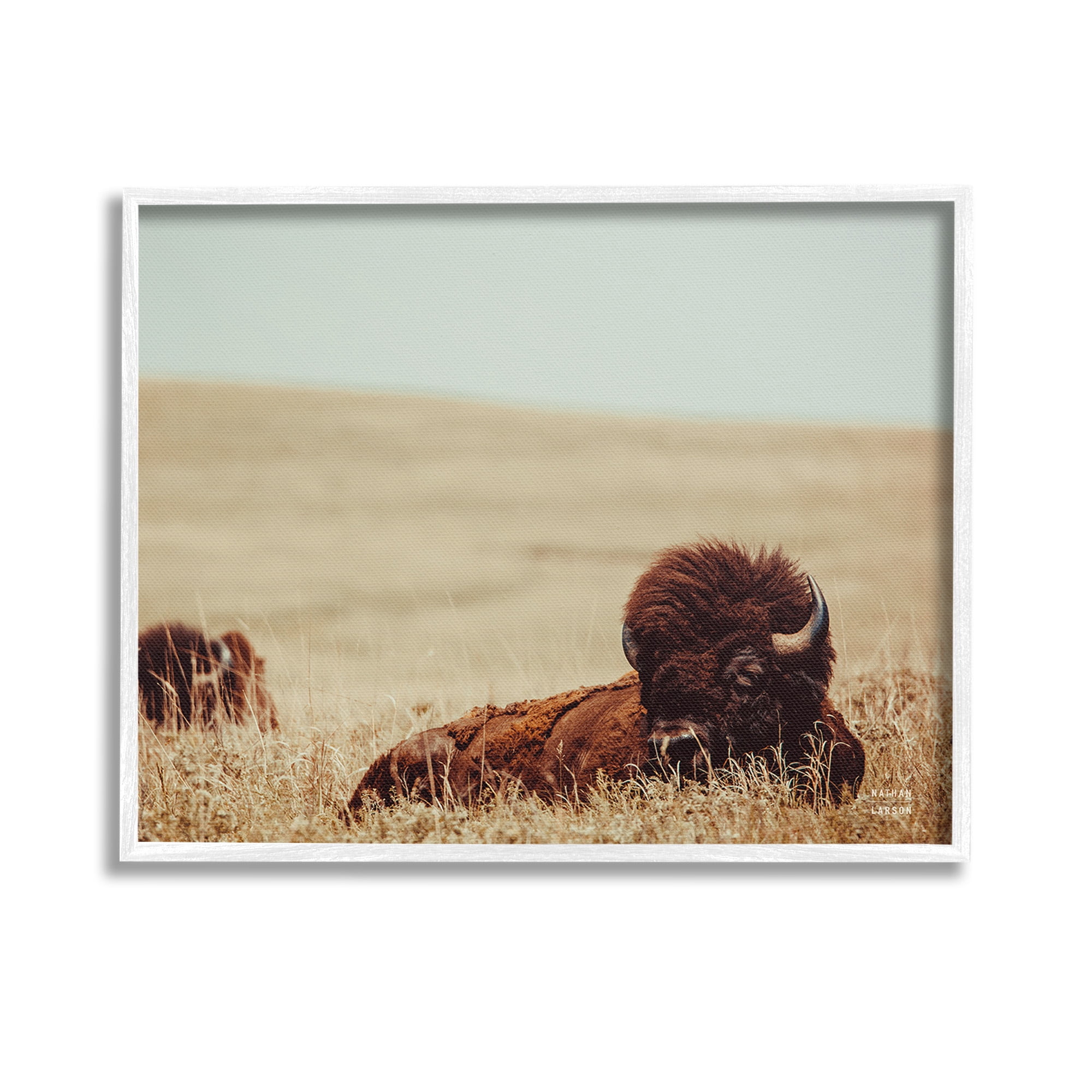 Stupell Industries Bison Relaxing in Field Animals & Insects Photography White Framed Art Print Wall Art, 14 x 11