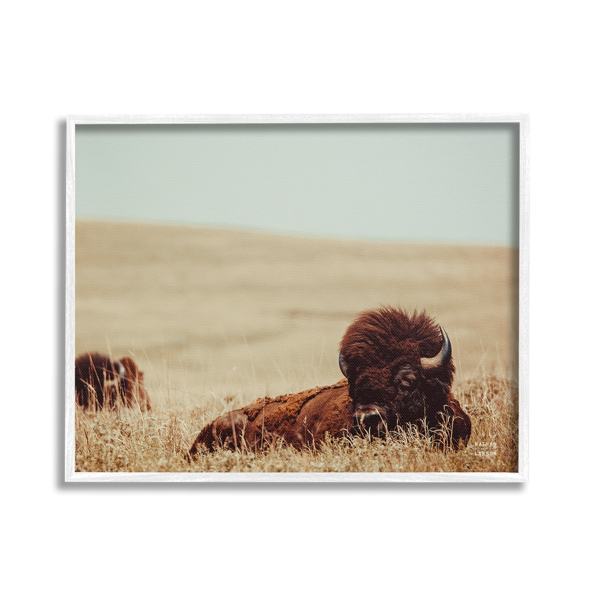 Stupell Industries Bison Relaxing in Field Animals & Insects Photography White Framed Art Print Wall Art, 20 x 16