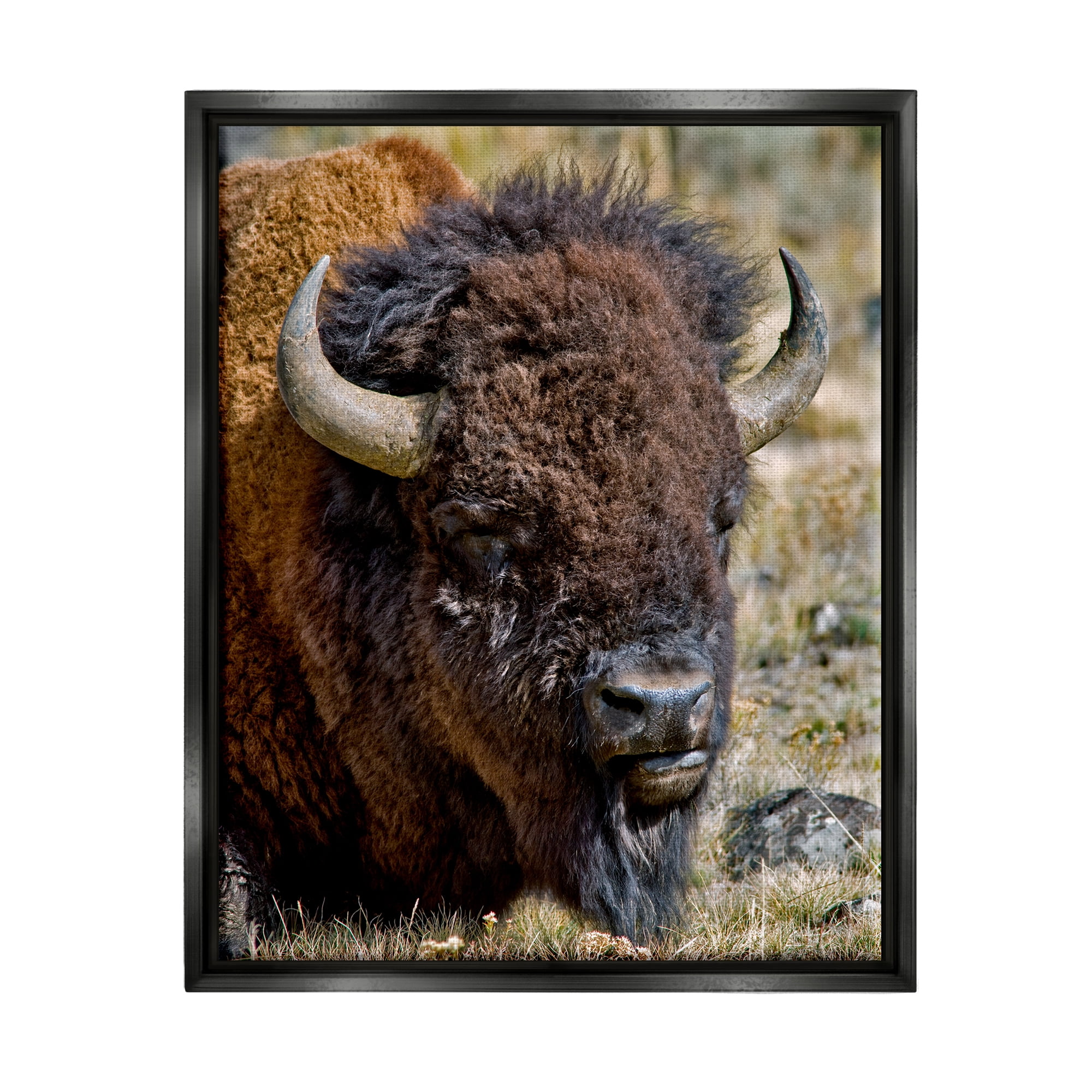 Stupell Industries Bison Resting Photography Animals & Insects Photography Black Floater Framed Art Print Wall Art, 17 x 21