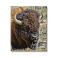 thumbnail image 1 of Stupell Industries Bison Resting Photography Animals & Insects Photography Gallery Wrapped Canvas Print Wall Art, 16 x 20, 1 of 7