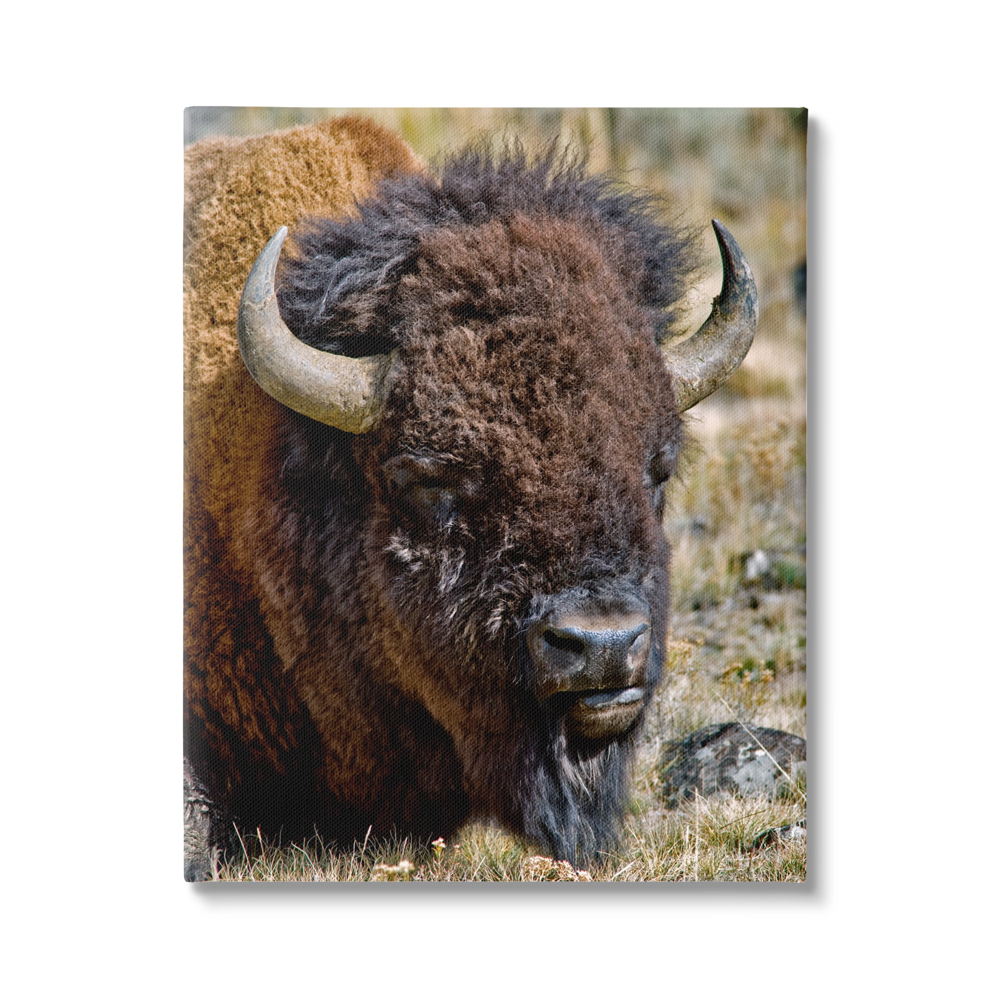 Large Bison Resting Photography Canvas Wall Art