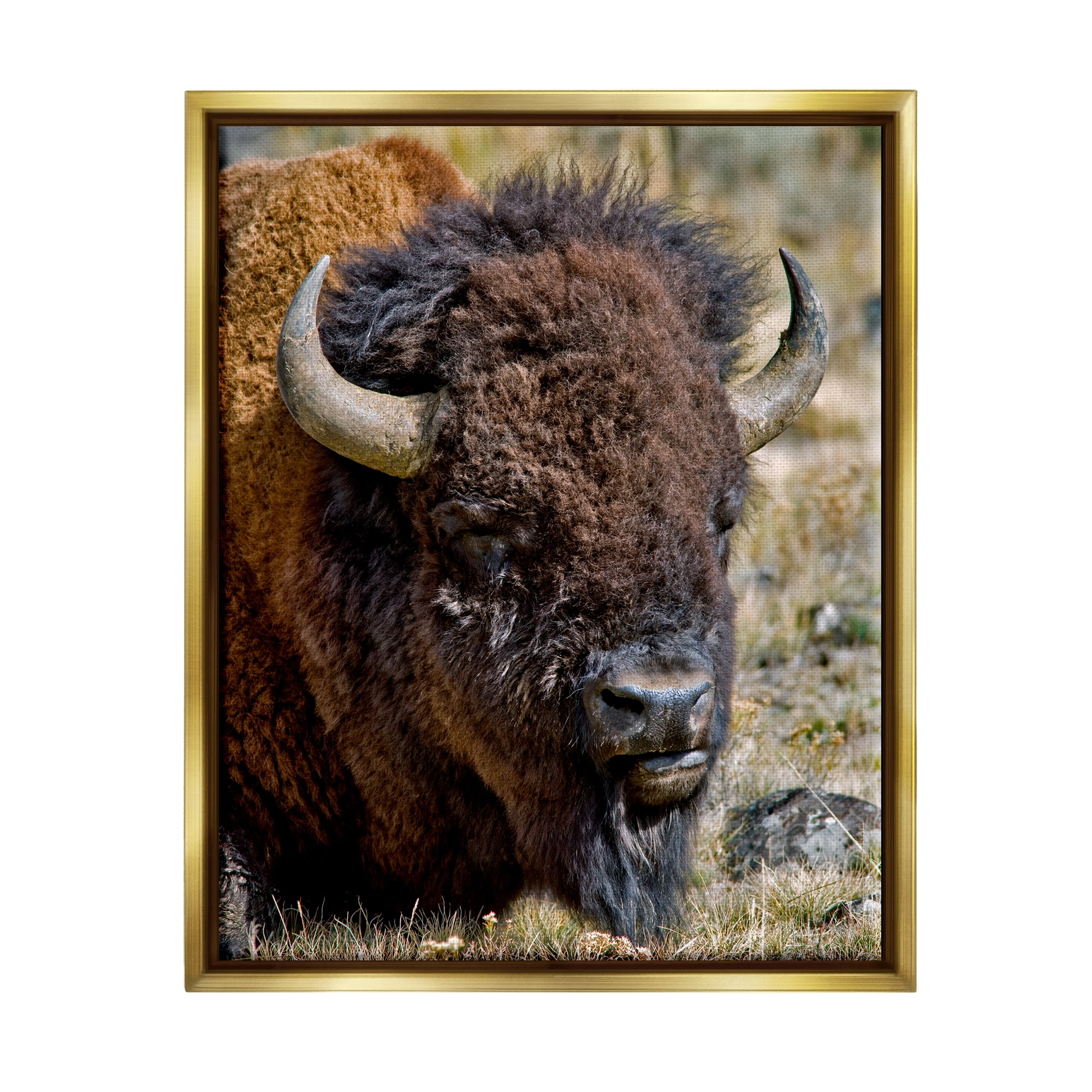 Stupell Industries Bison Resting Photography Animals & Insects Photography Gold Floater Framed Art Print Wall Art, 25 x 31