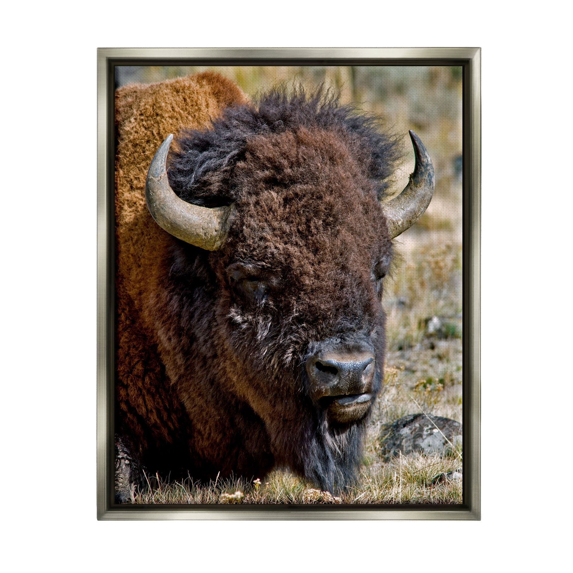 Stupell Industries Bison Resting Photography Animals & Insects Photography Gray Floater Framed Art Print Wall Art, 25 x 31