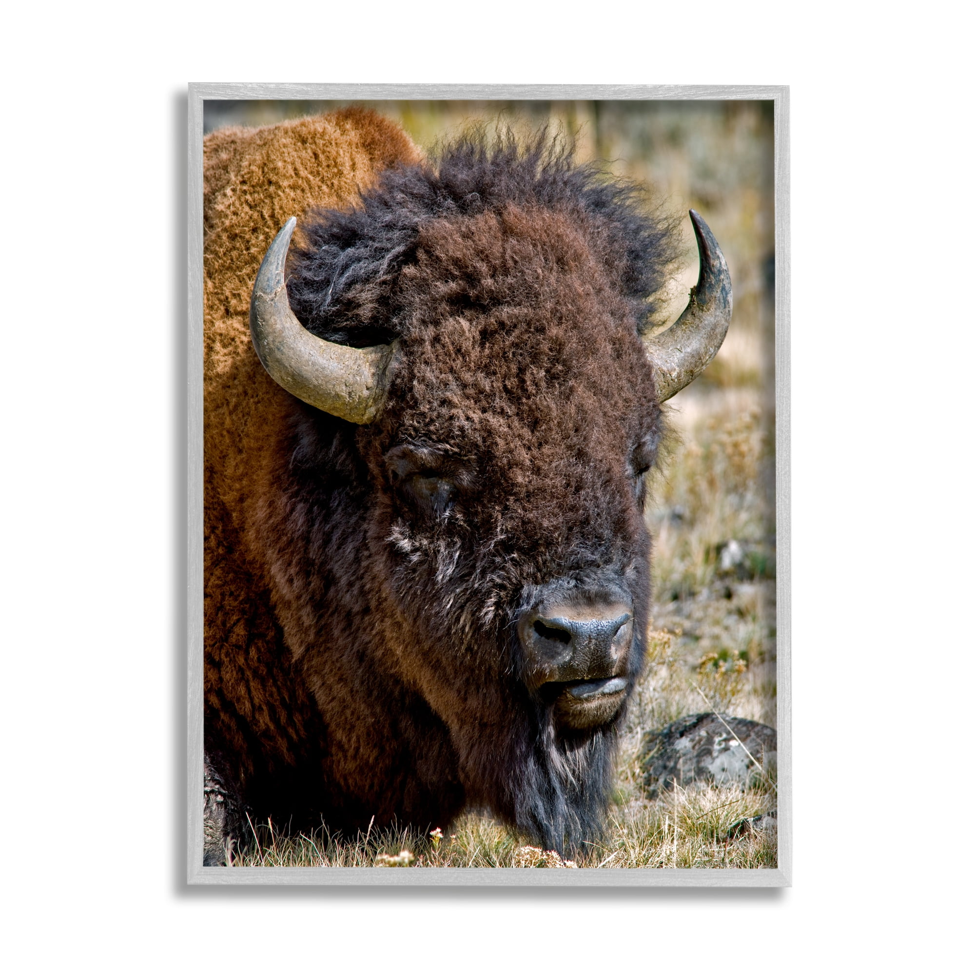 Stupell Industries Bison Resting Photography Animals & Insects Photography Gray Framed Art Print Wall Art, 11 x 14